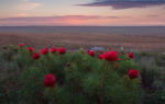 Поля тюльпанов в крыму: где растут дикие, когда цветут, фото