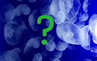 Медузы азовского моря: опасны ли, фото, описание, виды в крыму