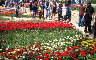 Парад тюльпанов 2020 в никитском ботаническом саду, крым