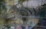 Крокодиловая ферма в судаке: отзывы, цены, адрес