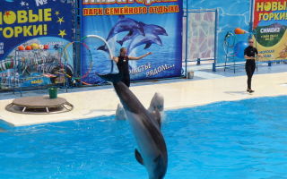 Театр морских животных «акватория» в ялте: дельфинарий и не только