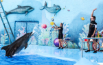 Дельфинарий «акварель» в алуште: сайт, фото, адрес, цены, описание