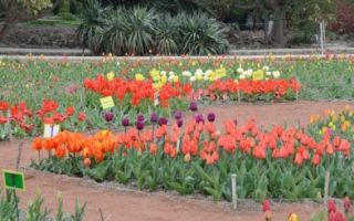 10 апреля пройдет в никитском ботсаде пройдет «парад тюльпанов»