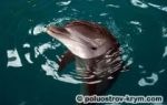 Дельфинарий в казачье бухте (севастополь, крым): фото, как добраться, описание