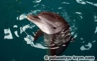 Дельфинарий в казачье бухте (севастополь, крым): фото, как добраться, описание