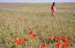 Маковые поля в крыму: где находятся, когда цветут маки, фото, экскурсии