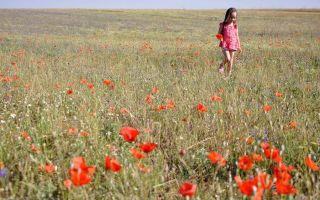 Маковые поля в крыму: где находятся, когда цветут маки, фото, экскурсии