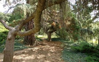 Парк монтедор – крым, ялта, никитский ботанический сад