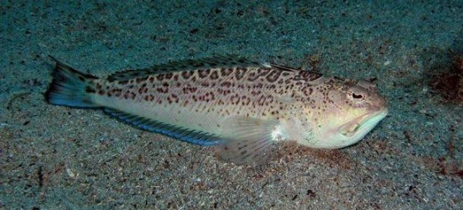 Медуза корнерот в черном море: фото, чем опасна, описание
