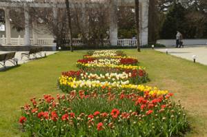 10 апреля пройдет в Никитском ботсаде пройдет «Парад тюльпанов»