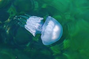 Медуза корнерот в Черном море: фото, чем опасна, описание