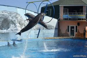 Карадагский дельфинарий в п. Курортное (Крым): цены, сайт, отзывы, описание