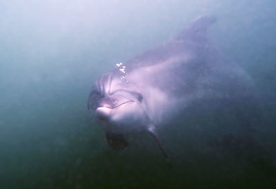 Дельфины Черного моря: фото, какие виды живут, опасны ли