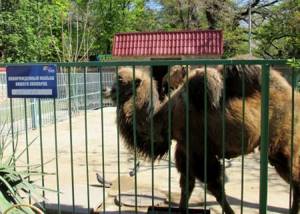 Зоопарк в Симферополе: цены на билеты, режим работы, сайт, описание