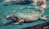 Крокодиляриум в Ялте: сайт, цены, фото фермы крокодилов, отзывы, описание
