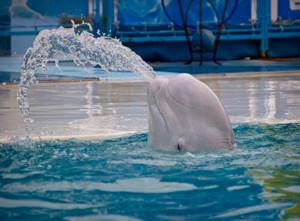 Театр морских животных «Акватория» в Ялте: дельфинарий и не только