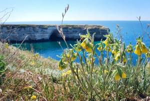 Маковые поля в Крыму: где находятся, когда цветут маки, фото, экскурсии
