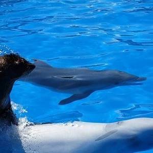 Севастопольский дельфинарий в Артбухте: цены, сайт, адрес, описание