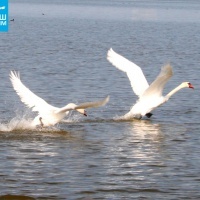 Лебединое озеро в Евпатории, Крым: как добраться, фото, описание