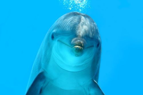 Дельфинарий «Акварель» в Алуште: сайт, фото, адрес, цены, описание