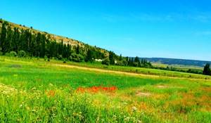 Ослиная ферма Ишачок в Крыму (Бахчисарай, Малосадовое): фото и описание