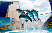 Дельфинарий «Немо» в Феодосии: цены, сайт, отзывы, описание