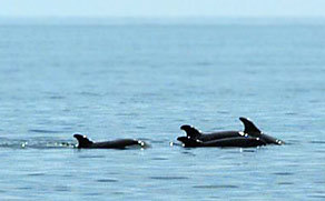 Дельфины Черного моря: фото, какие виды живут, опасны ли
