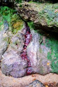 Плачущая скала в Симферополе (Крым): фото, как добраться, описание