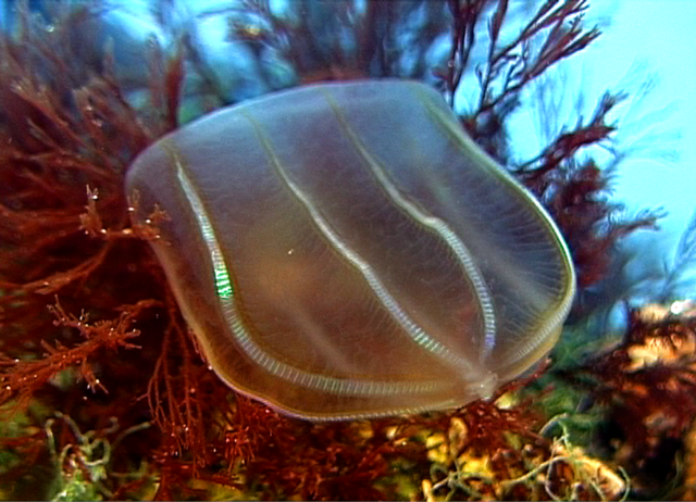 Медузы Черного моря: фото, описание видов, опасны ли, отзывы