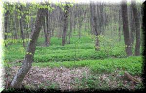 Агармышский лес (Агармыш) в Крыму: фото, как добраться, описание