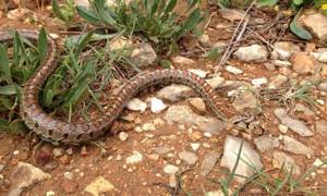 Змеи Крыма – ядовитые и не опасные. Фото и описания