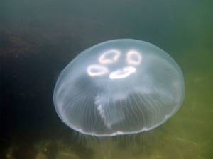 Медузы Черного моря: фото, описание видов, опасны ли, отзывы