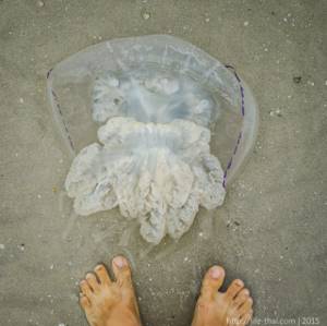 Медузы Азовского моря: опасны ли, фото, описание, виды в Крыму