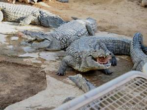 Крокодиловая ферма в Феодосии: адрес, цены, отзывы, фото