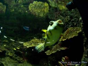 Севастопольский аквариум-музей: официальный сайт, цены, фото, описание