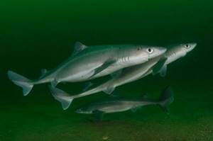 Акулы в Азовском море – есть ли, какие виды водятся, фото