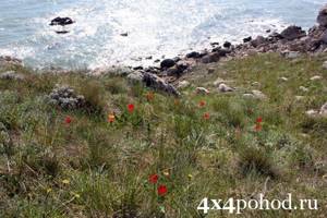 Поля тюльпанов в Крыму: где растут дикие, когда цветут, фото