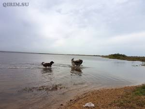 Озеро Джарылгач в Крыму: фото, где находится, как добраться