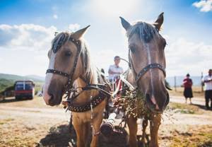 Парк антилоп «Сафари Ранч» в Старом Крыму: как добраться, фото, отзывы, описание