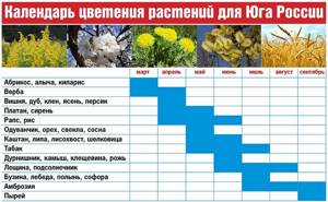 Когда цветет амброзия в Крыму. Период цветения. Где растет