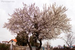Когда в Крыму цветет миндаль. Сроки цветения. Фото. Где растет