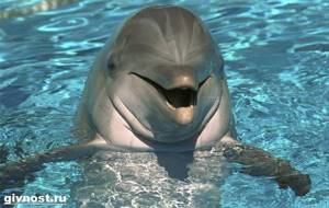 Черноморская афалина: описание дельфина, фото, интересные факты