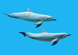 Черноморская афалина: описание дельфина, фото, интересные факты