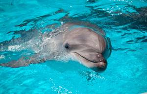 Дельфинарий «Немо» в Феодосии: цены, сайт, отзывы, описание