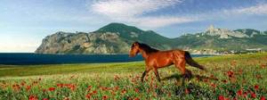 Конные прогулки (туры) в Крыму: цены 2020, отзывы, клубы