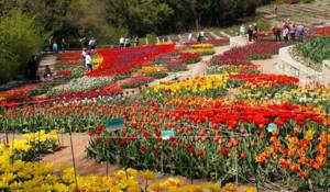 Парк Монтедор – Крым, Ялта, Никитский ботанический сад