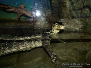 Крокодиловая ферма в Судаке: отзывы, цены, адрес