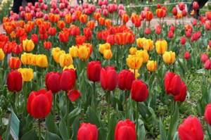 10 апреля пройдет в Никитском ботсаде пройдет «Парад тюльпанов»