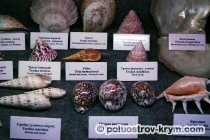 Севастопольский аквариум-музей: официальный сайт, цены, фото, описание