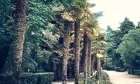 Гурзуфский парк в Гурзуфе (Крым): как добраться, фото, описание